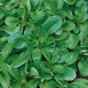 Roszponka 'Vit' – Duże Opakowanie – Kiepenkerl