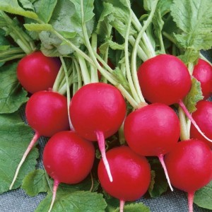 Rzodkiewka 'Lucia' F1 – Wczesna – Kiepenkerl